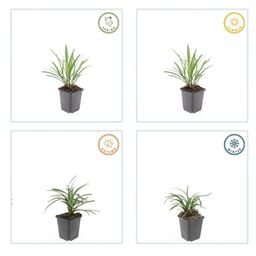 Garden basics 60x Liriope muscari 'Ingwersen' - ↕10-25cm - Ø9cm (47900)