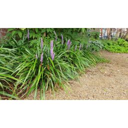 Garden basics 60x Liriope muscari 'Ingwersen' - ↕10-25cm - Ø9cm (47900)