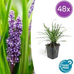 Garden basics 48x Liriope muscari 'Big Blue' - ↕10-25cm - Ø9cm (50469)