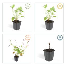 Garden basics 48x Persicaria amplexicaulis - ↕10-25cm - Ø9cm (50511)