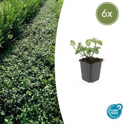 Garden basics 6x Euonymus fort. 'Dart's Blanket' - ↕10-25cm - Ø9cm (47701)