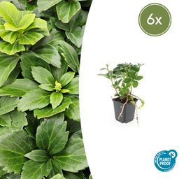 Garden basics 6x Pachysandra terminalis - ↕10-25cm - Ø9cm (46964)