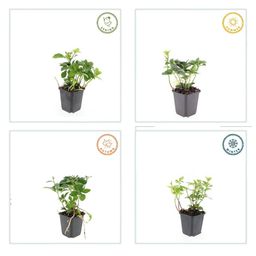 Garden basics 6x Pachysandra terminalis - ↕10-25cm - Ø9cm (46964)