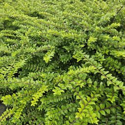 Garden basics 60x Lonicera nit. 'Maigrün' - ↕10-25cm - Ø9cm (46953)