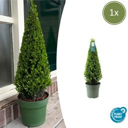Premium basics 1x Ilex piramide 55 cm hoog | Ø 21 cm (48071)
