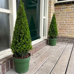 Premium basics 1x Ilex piramide 55 cm hoog | Ø 21 cm (48071)