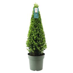 Premium basics 1x Ilex piramide 55 cm hoog | Ø 21 cm (48071)