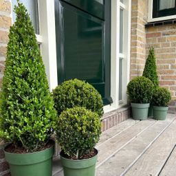 Premium basics 1x Ilex piramide 55 cm hoog | Ø 21 cm (48071)