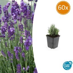 Garden basics 60x Lavandula ang. 'Dwarf Blue' - ↕10-25cm - Ø9cm (47875)