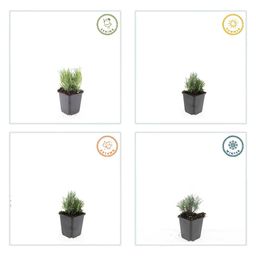 Garden basics 60x Lavandula ang. 'Dwarf Blue' - ↕10-25cm - Ø9cm (47875)