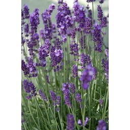 Garden basics 60x Lavandula ang. 'Dwarf Blue' - ↕10-25cm - Ø9cm (47875)