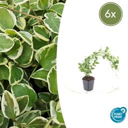 Garden basics 6x Vinca major 'Variegata' - ↕10-25cm - Ø9cm (48015)