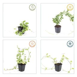 Garden basics 6x Vinca major 'Variegata' - ↕10-25cm - Ø9cm (48015)