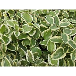 Garden basics 6x Vinca major 'Variegata' - ↕10-25cm - Ø9cm (48015)