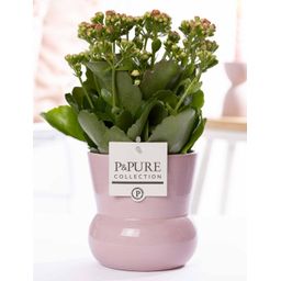 Kalanchoe Pink In P&PURE Plant Vase Maxima Pink (53355)