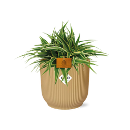 Chlorophytum Ocean 15cm in ELHO Vibes Fold 16cm round geel (23257)