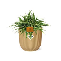 Chlorophytum Ocean 15cm in ELHO Vibes Fold 16cm round geel (23257)