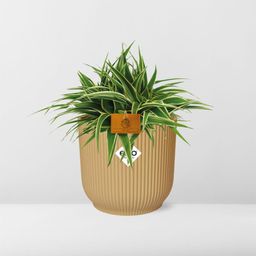 Chlorophytum Ocean 15cm in ELHO Vibes Fold 16cm round geel (23257)