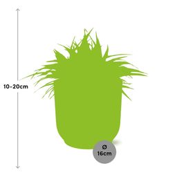 Chlorophytum Ocean 15cm in ELHO Vibes Fold 16cm round geel (23257)