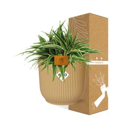 Chlorophytum Ocean 15cm in ELHO Vibes Fold 16cm round geel (23257)
