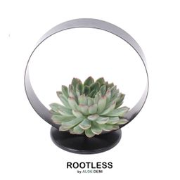 Rootless by aloe demi ROOTLESS Succulent Echeveria Pulidonis op Deco tafelstandaard Ø20 cm (8721001420070)