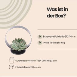 Rootless by aloe demi ROOTLESS Succulent Echeveria Pulidonis op Deco tafelstandaard Ø20 cm (8721001420070)