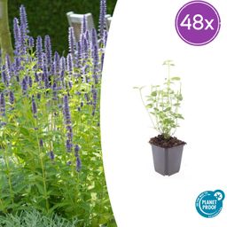Garden basics 48x Agastache 'Black Adder' - ↕10-25cm - Ø9cm (50357)