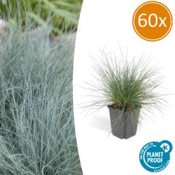 Garden basics 60x Festuca glauca 'Elijah Bleu' - ↕10-25cm - Ø9cm (47731)