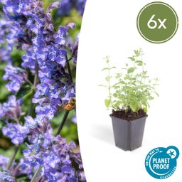 Garden basics 6x Nepeta 'Six Hills Giant' - ↕10-25cm - Ø9cm (47926)