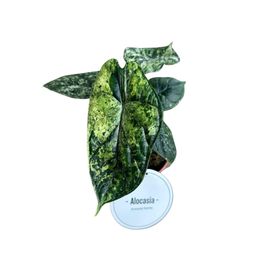 Alocasia Dragon Scale Variegata (49803)
