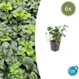 Garden basics 6x Pachysandra term. 'Green Sheen' - ↕10-25cm - Ø9cm (47945)