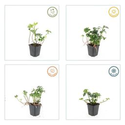 Garden basics 6x Pachysandra term. 'Green Sheen' - ↕10-25cm - Ø9cm (47945)