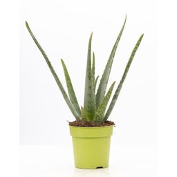 Aloe Vera P&PURE Collection (53319)