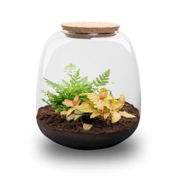Planten terrarium - Emma Mini - DIY kit - Ø 19 cm - Fittona Ruby Lime (8720872022161)