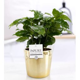 Coffea Arabica In P&PURE Laryssa Ceramics Shiny Gold (53335)