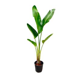 Strelitzia Augusta - 210cm - ⌀30 (8721055694045)