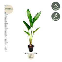Strelitzia Augusta - 210cm - ⌀30 (8721055694045)