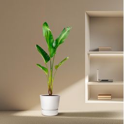 Strelitzia Augusta - 210cm - ⌀30 (8721055694045)