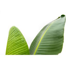 Strelitzia Augusta - 210cm - ⌀30 (8721055694045)