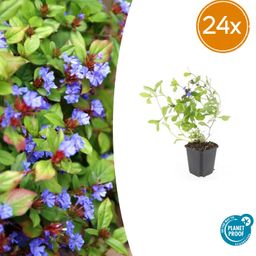 Garden basics 24x Ceratostigma plumbaginoides - ↕10-25cm - Ø9cm (50278)