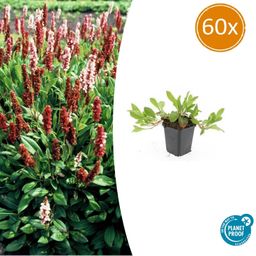 Garden basics 60x Persicaria aff. 'Darjeeling Red' - ↕10-25cm - Ø9cm (47959)
