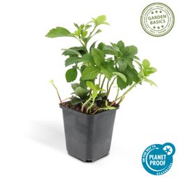 Garden basics 24x Pachysandra term. 'Green Carpet' - ↕10-25cm - Ø9cm (50338)