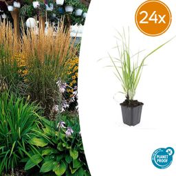 Garden basics 24x Calamagrostis acut. 'Karl Foerster' - ↕10-25cm - Ø9cm (50376)