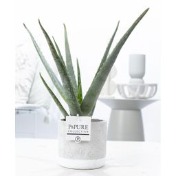 Aloe Vera In P&PURE Jade Ceramics (53315)