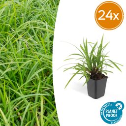 Garden basics 24x Carex morrowii 'Irish Green' - ↕10-25cm - Ø9cm (50384)