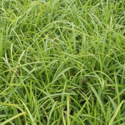 Garden basics 24x Carex morrowii 'Irish Green' - ↕10-25cm - Ø9cm (50384)