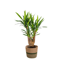 Yucca Elephantipes Vertakt met mand Ø21cm - ↕60 (48763)