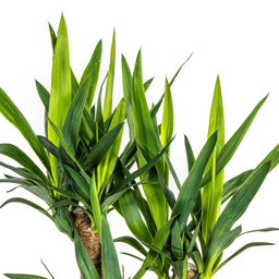 Yucca Elephantipes Vertakt met mand Ø21cm - ↕60 (48763)