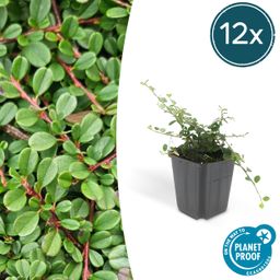 Garden basics 12x Cotoneaster pr. 'Streib's Findling' - ↕10-25cm - Ø9cm (46895)
