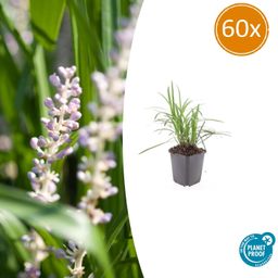 Garden basics 60x Liriope muscari 'Monroe White' - ↕10-25cm - Ø9cm (47910)
